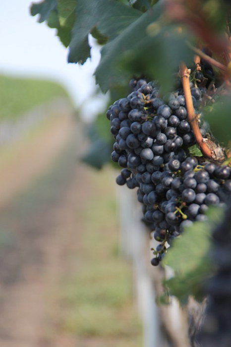 wina włoskie, wina naturalne, wina BIO, wina organiczne